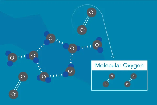 溶解在水中的分子氧（圈）。分子氧不是來自水分子中的氧（ H2O ).